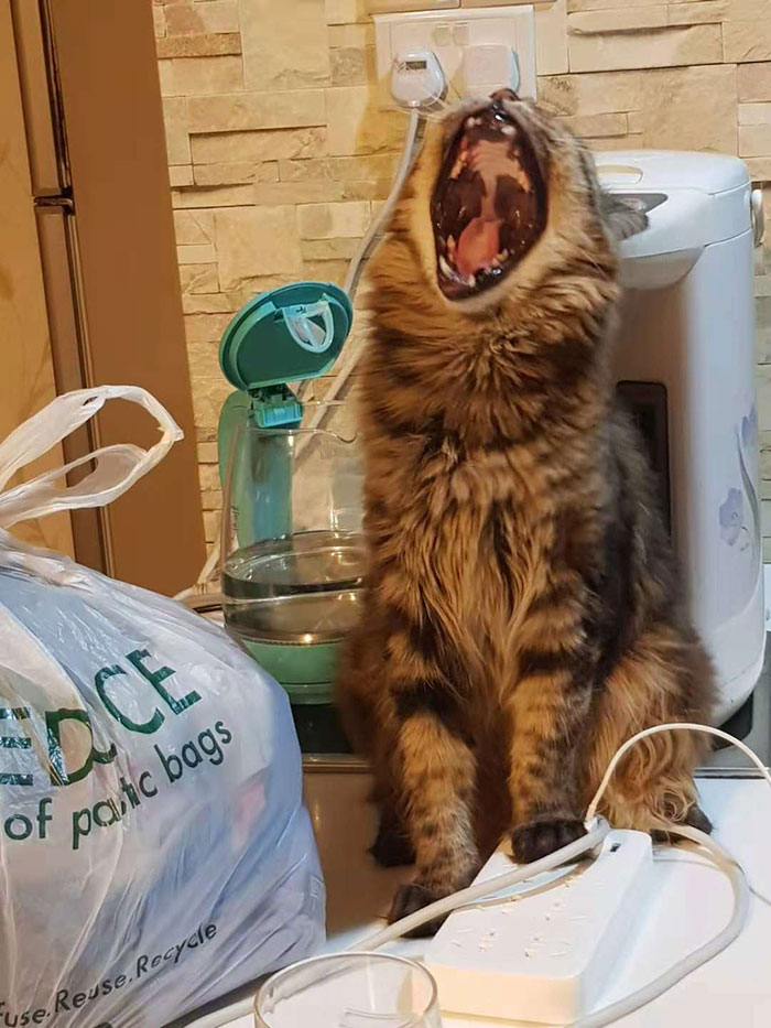 My Dad Send Me This Lucky Shot Of My Maine Coon Yawning Her Head Off