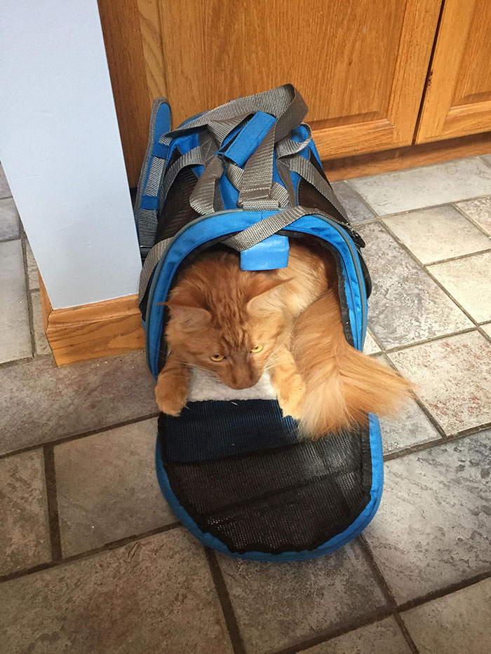 Brought Home A New Carrier For Our Little Cat. Of Course Floyd Had To Squish His Big Maine Coon Butt In It