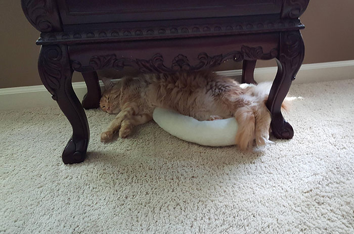 My Maine Coon Andy Thinks He Fits