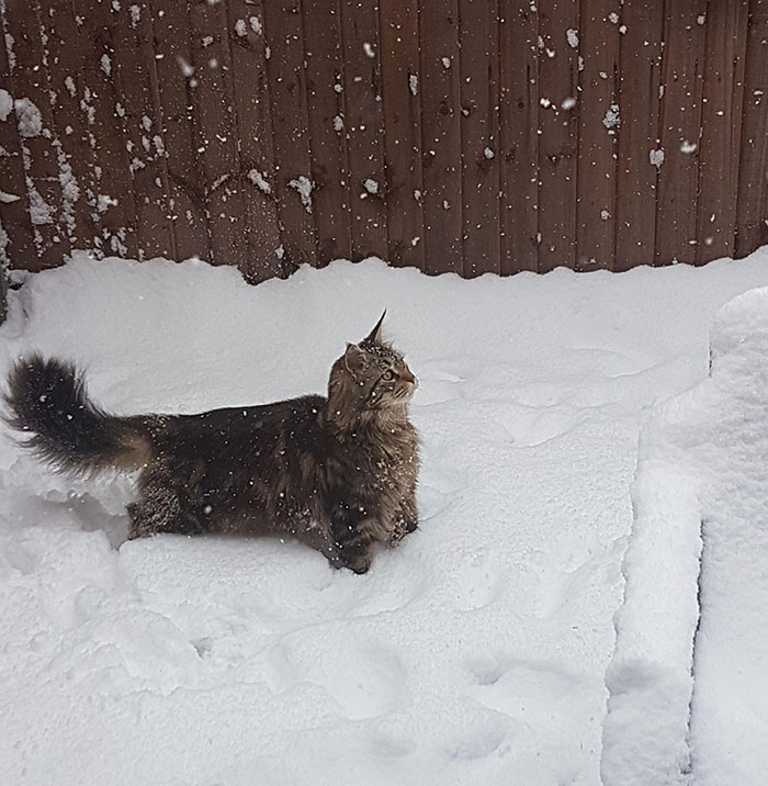 The First Time My Maine Coon Had Seen Snow
