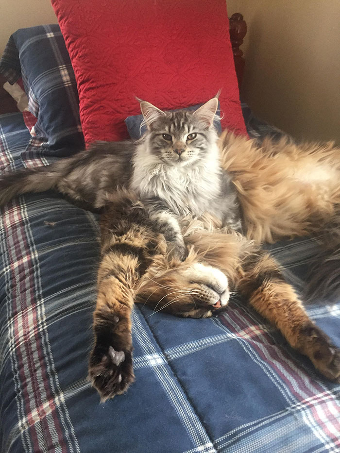 Our 5-Month-Old And 3-Year-Old Maine Coons Relaxing. These Two Guys Are Inseparable