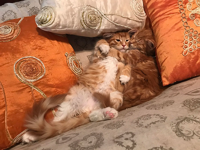 My Maine Coon Penny With Her Brother