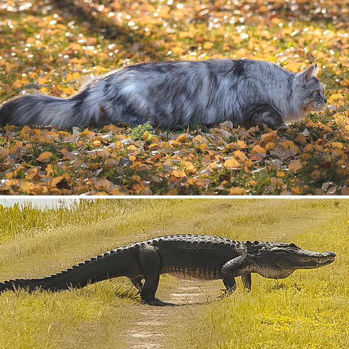 Ever Heard Of A Furrygator? Well, You Have Now