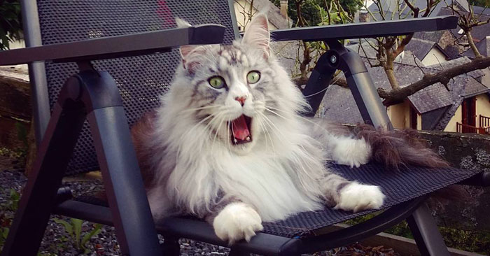 If You Think Your Tabby Is Funny, Wait Until You See These Silly Maine Coon Cats