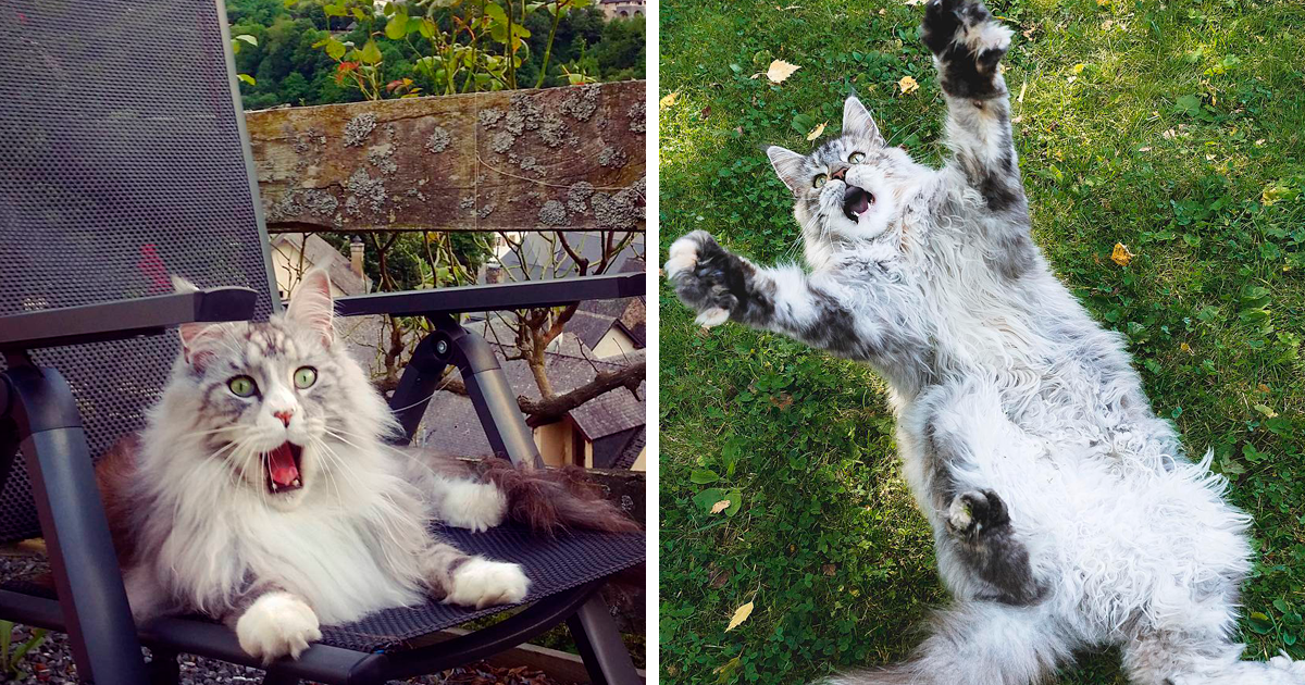If You Think Your Tabby Is Funny, Wait Until You See These Silly Maine