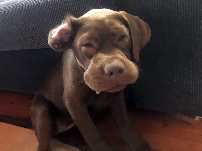 My Sister’s Pup Ate A Bee