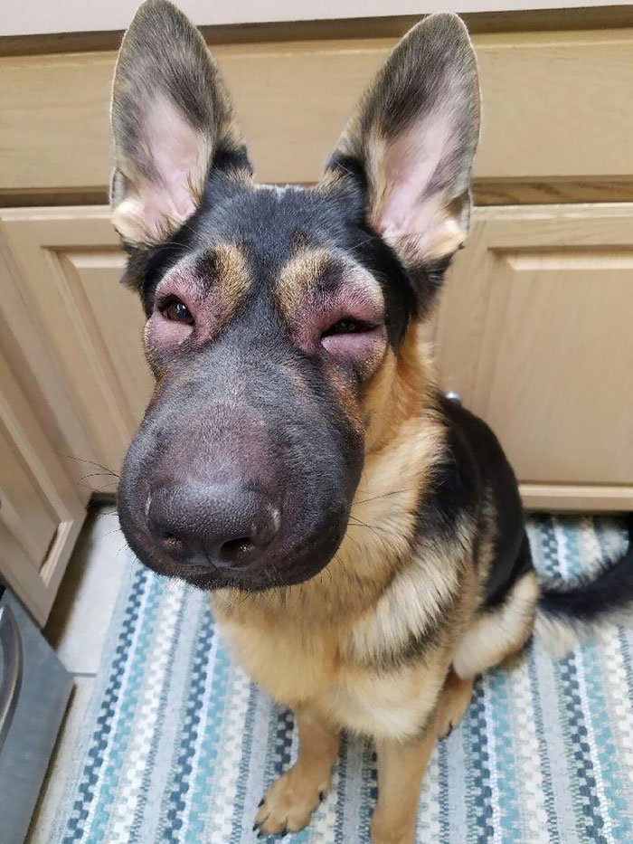 Poor Good Boy Got Defeated By A Hive Of Bees