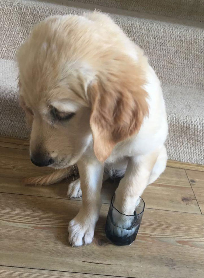 Our Goldie Rosie Stepped On A Wasp