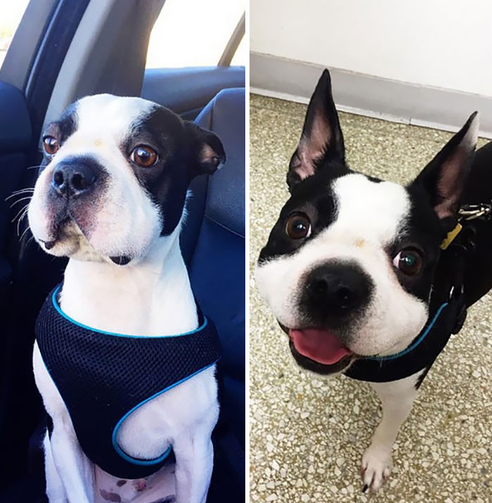 Someone Ate A Bee (Before And After The Vet)