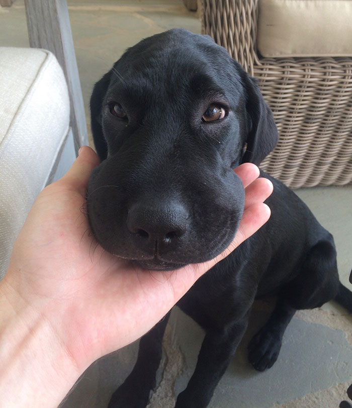 My Puppy Learned About Bees The Hard Way This Weekend
