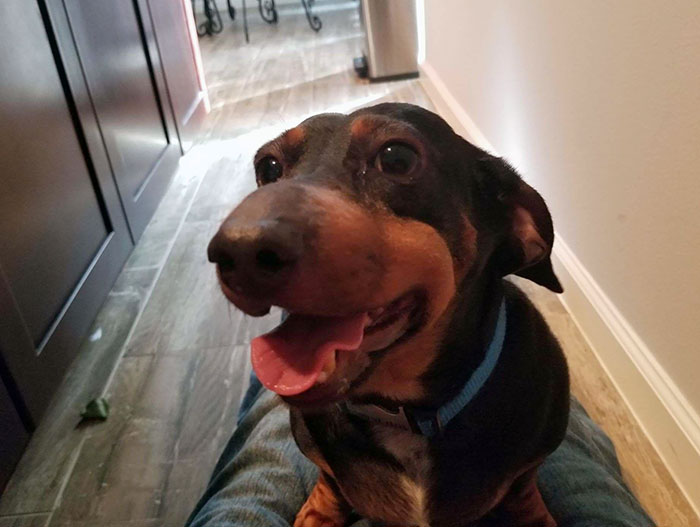 Mickey The Dachshund Ate A Bee
