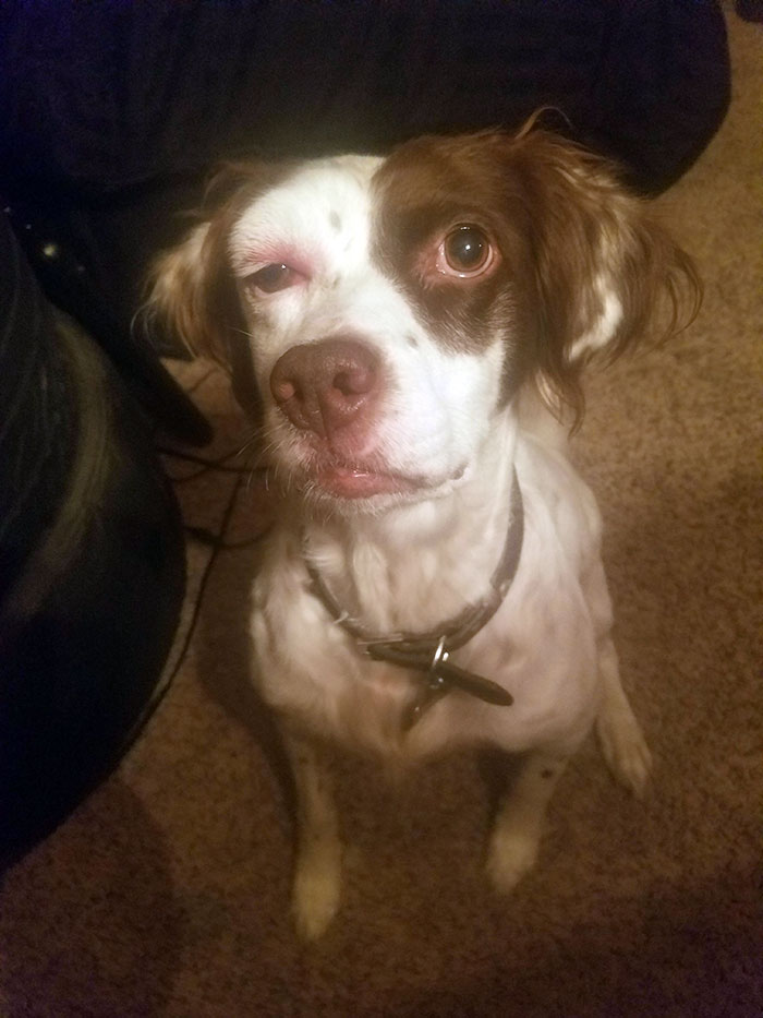 My Dog Got Stung On Her Head. Now She Has Forest Whitaker Eye