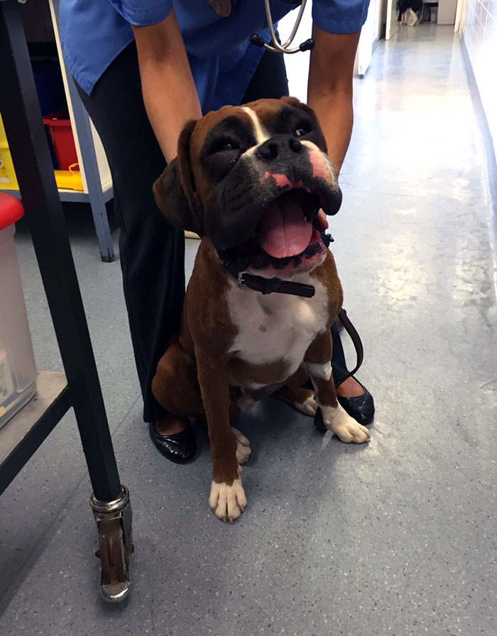 My 8-Month-Old Boxer Puppy, Duke, Got Stung By A Wasp Yesterday. He Looked Like A Cartoon