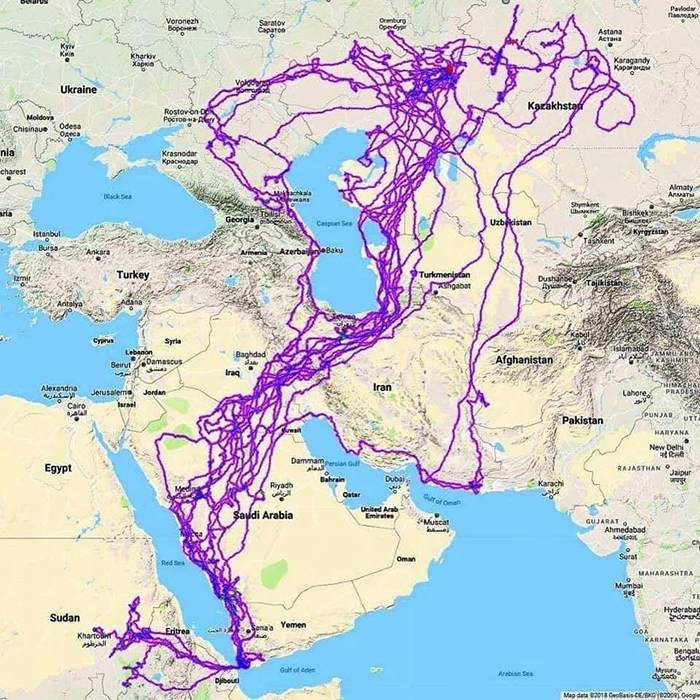 Este mapa muestra todos los lugares que las águilas visitan en un año, y la gente intenta adivinar por qué no cruzan el mar