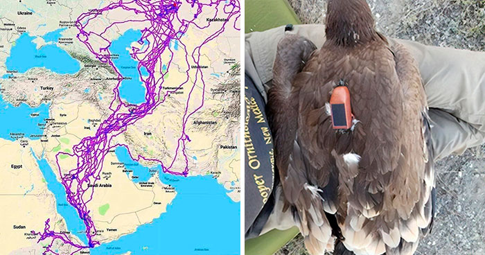 This Map Shows All Of The Places Eagles Visited In One Year, And People Are Guessing Why They Stayed Clear Of The Sea (Updated)