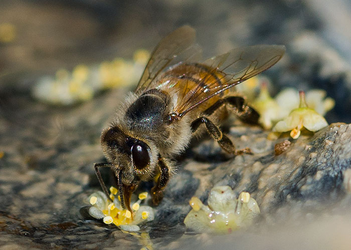 8 Pequeñas acciones que puedes llevar a cabo para ayudar a las abejas a sobrevivir
