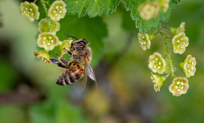 8 Small Things You Can Do To Help Bees Survive