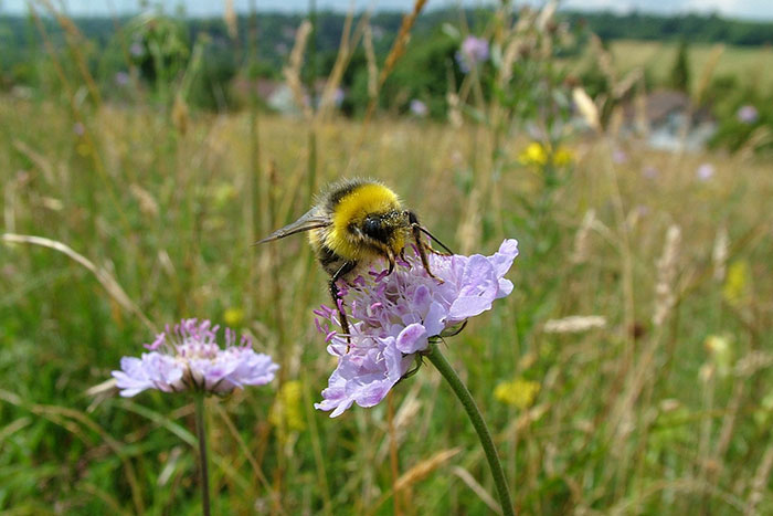 8 Small Things You Can Do To Help Bees Survive