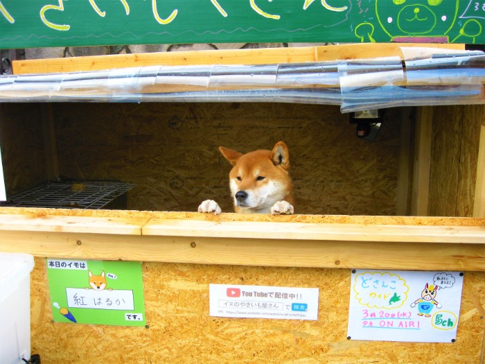 This Roast Potato Store In Japan Is Managed By A Shiba Bored Panda