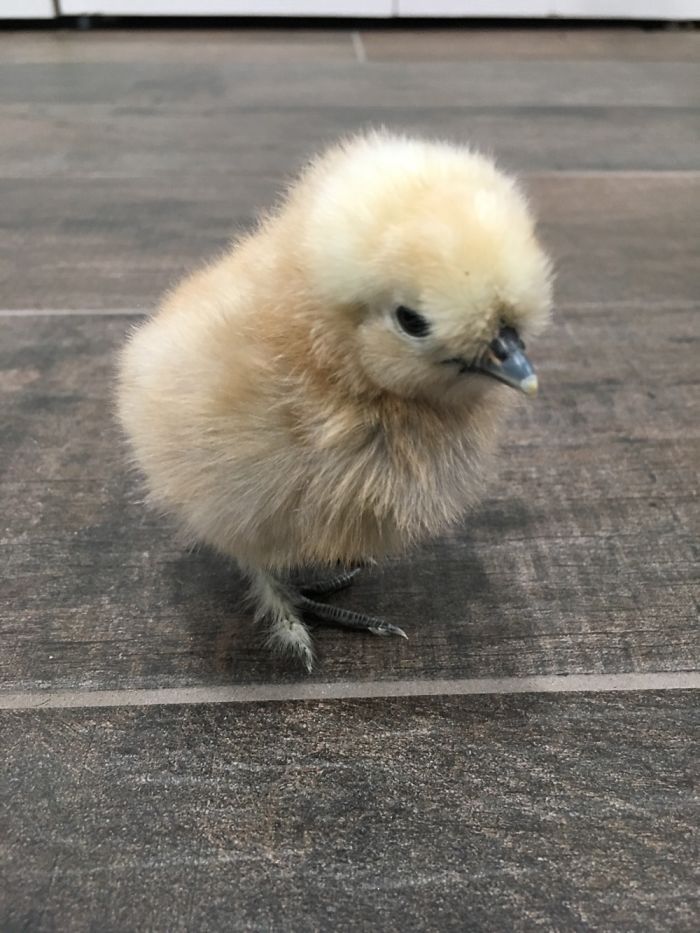 Fluffy Chicks To Brighten A Tough Day