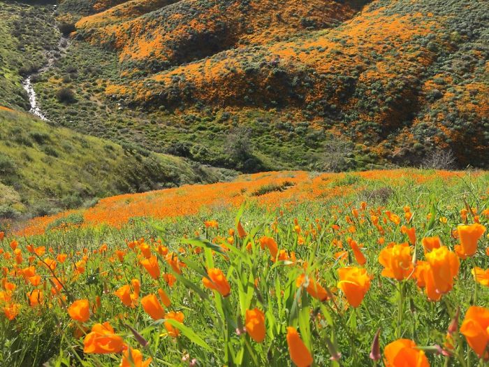 Super Bloom 2019, California