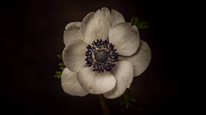 I Love To Photograph These Stunning British Flowers