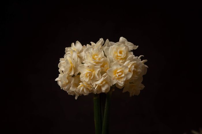 I Love To Photograph These Stunning British Flowers