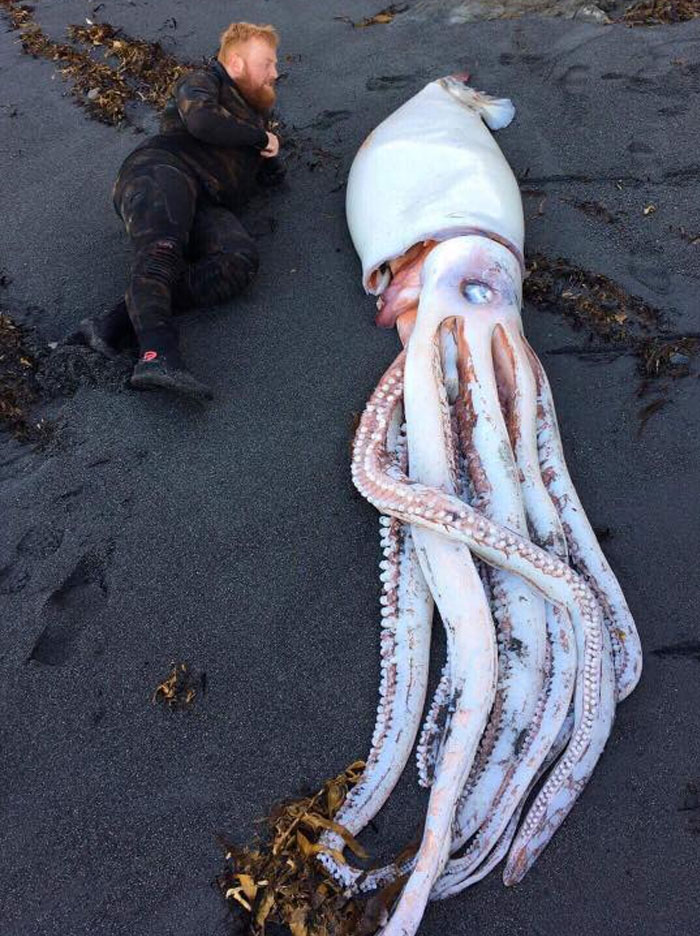 Calamar gigante en Wellington, NZ