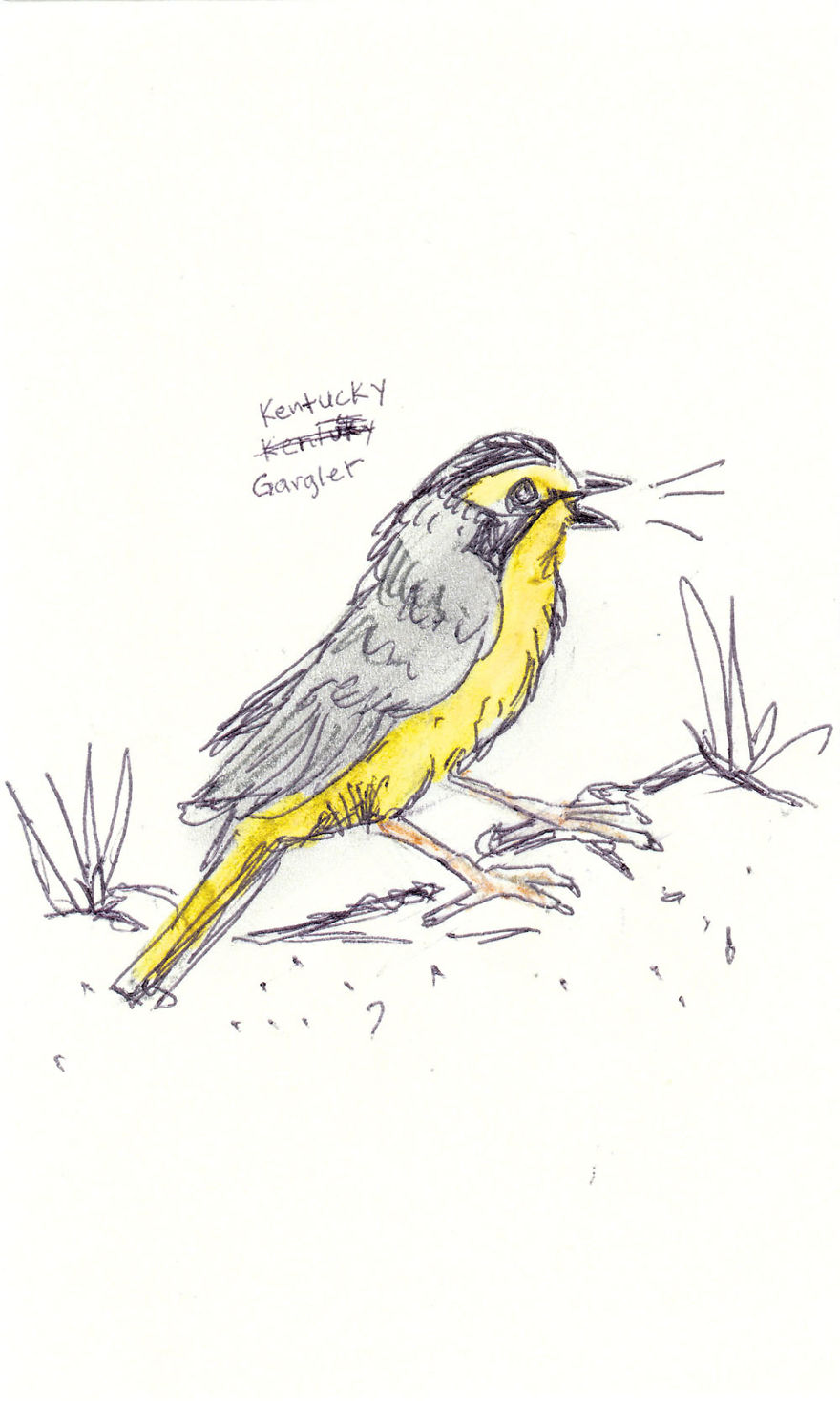 I Draw Pictures Of Birds, And Then Blog About Why They’re So Stupid I Draw Pictures Of Birds, And Then Blog About Why They’re So Stupid