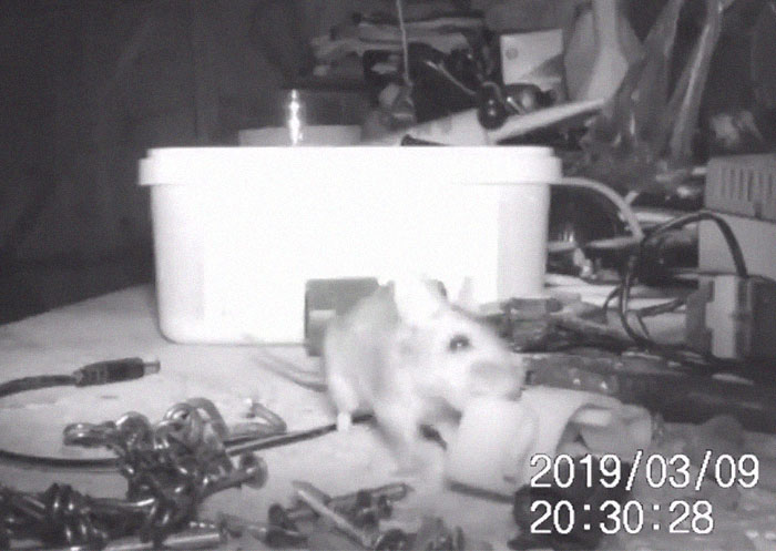 "I Thought I Was Going Mad:" Pensioner Catches A Mouse That Kept Cleaning His Shed On A Trail Cam