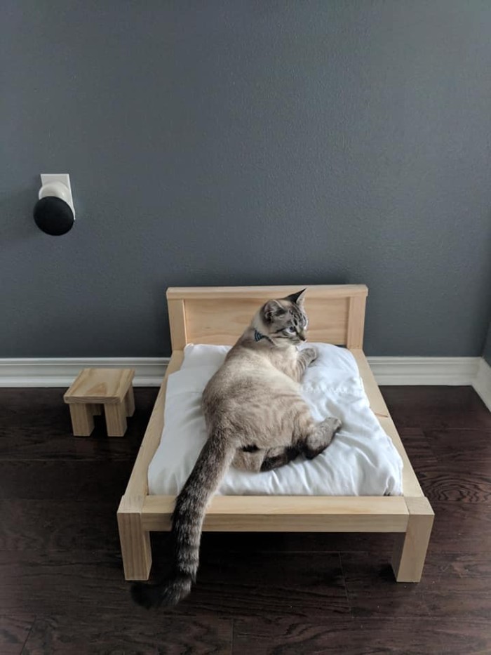 Wife Is Dying From Laughter After Finding Out The Bed Her Husband Was Building Is For The Cat, Not For Them