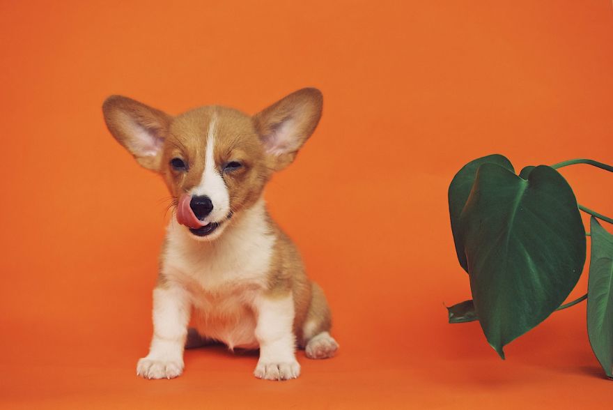New Dog Essentials: 7 Tips And 1 Must-Do You&rsquo;ll Need For Success