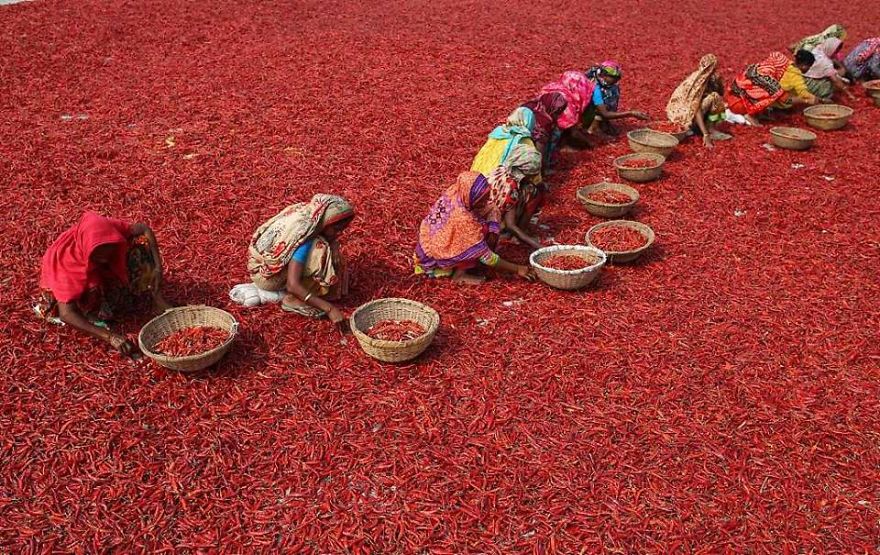 Millions Of Chili Peppers Form A ‘Red Blanket’ In Bangladesh