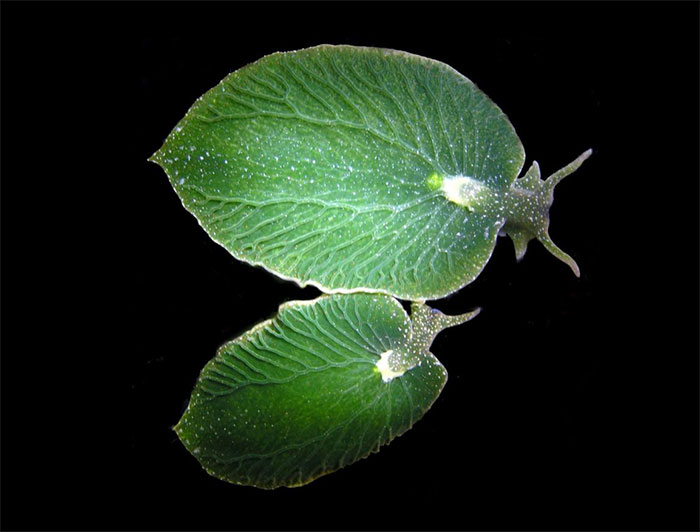 This Sea Slug, Which Looks Like A Leaf, Can Go Without Eating For 9 Months, Because It Can Photosynthesize Just Like A Plant While Basking In The Sun