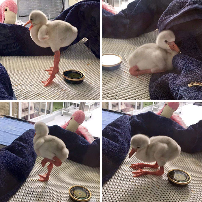 This Is What A Baby Flamingo Looks Like