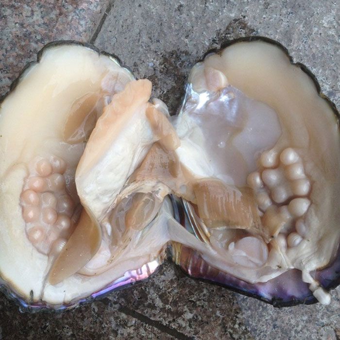 Oyster With Pearls