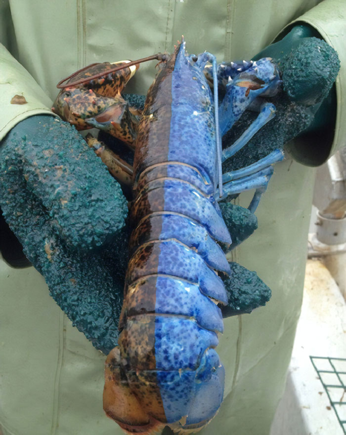 This Is What A "Split Lobster" Looks Like. This Coloring Occurs Once In Every 50 Million Lobsters