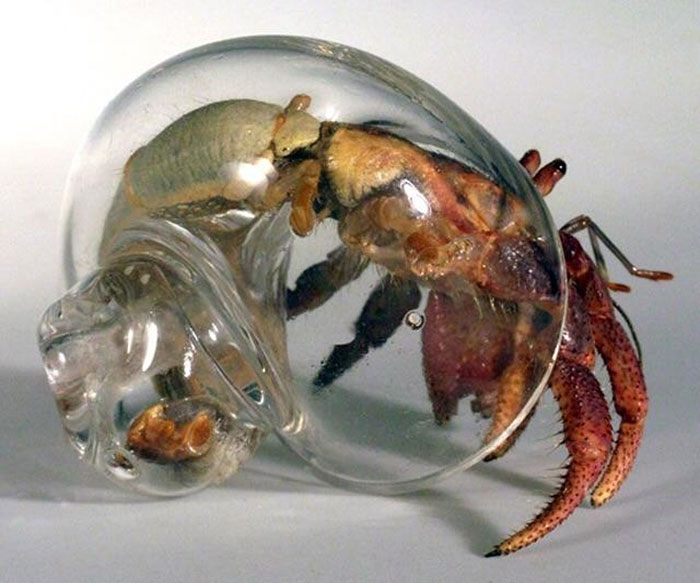 This Hermit Crab In A Glass Shell