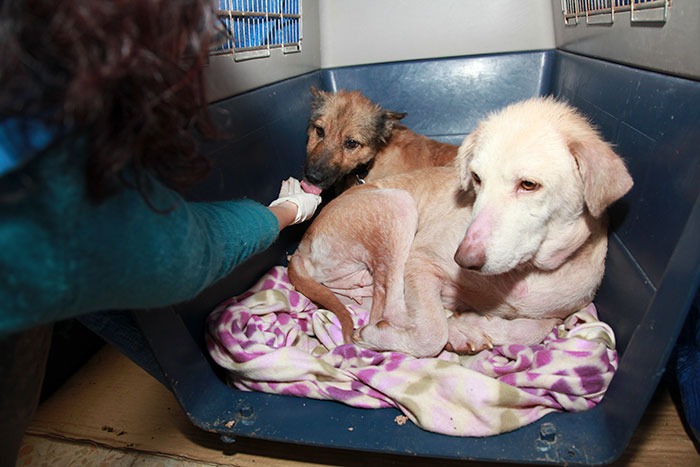 These Abused Dogs Were Rescued From The Streets By A Shelter And Made A Spectacular Recovery