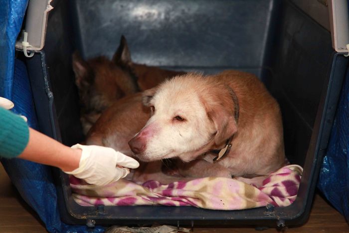 These Abused Dogs Were Rescued From The Streets By A Shelter And Made A Spectacular Recovery