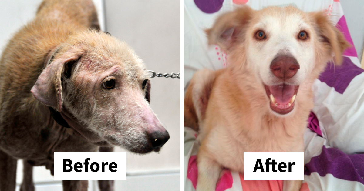 These Abused Dogs Were Rescued From The Streets By A Shelter And Made A  Spectacular Recovery | Bored Panda