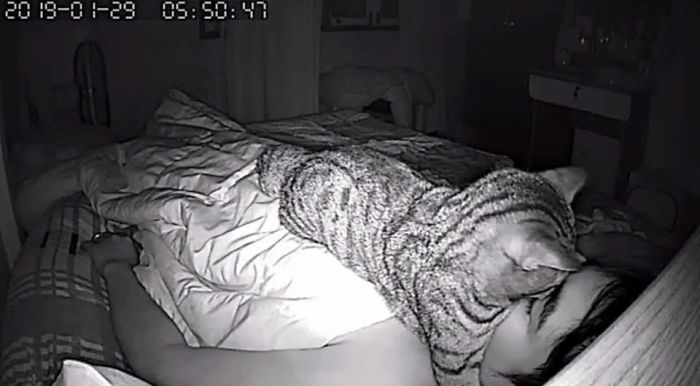Man Sets Up Secret Camera To Record What His Cat Does At Night And It's Hilarious
