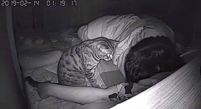 Why Do Cats Watch You Sleep?  