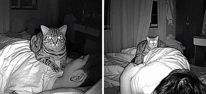Man Sets Up Secret Camera To Record What His Cat Does At Night And It’s Hilarious