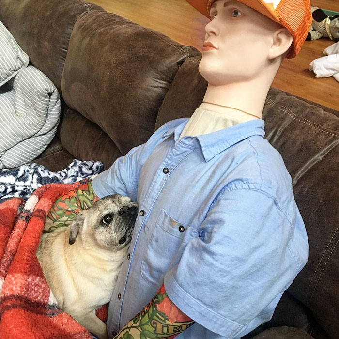 This Dog Has Separation Anxiety And Can't Sleep Without His Human, So The Owner Bought Him A Mannequin