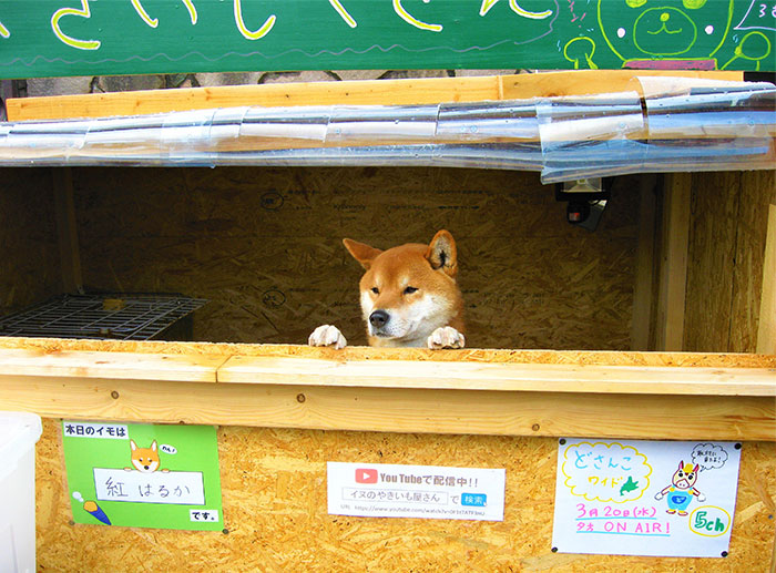 This Roast Potato Store In Japan Is Managed By A Shiba