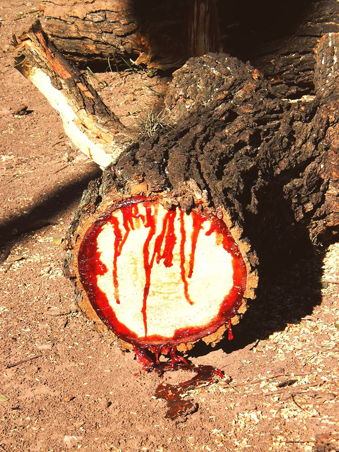 Bloodwood tree (Pterocarpus angolensis)