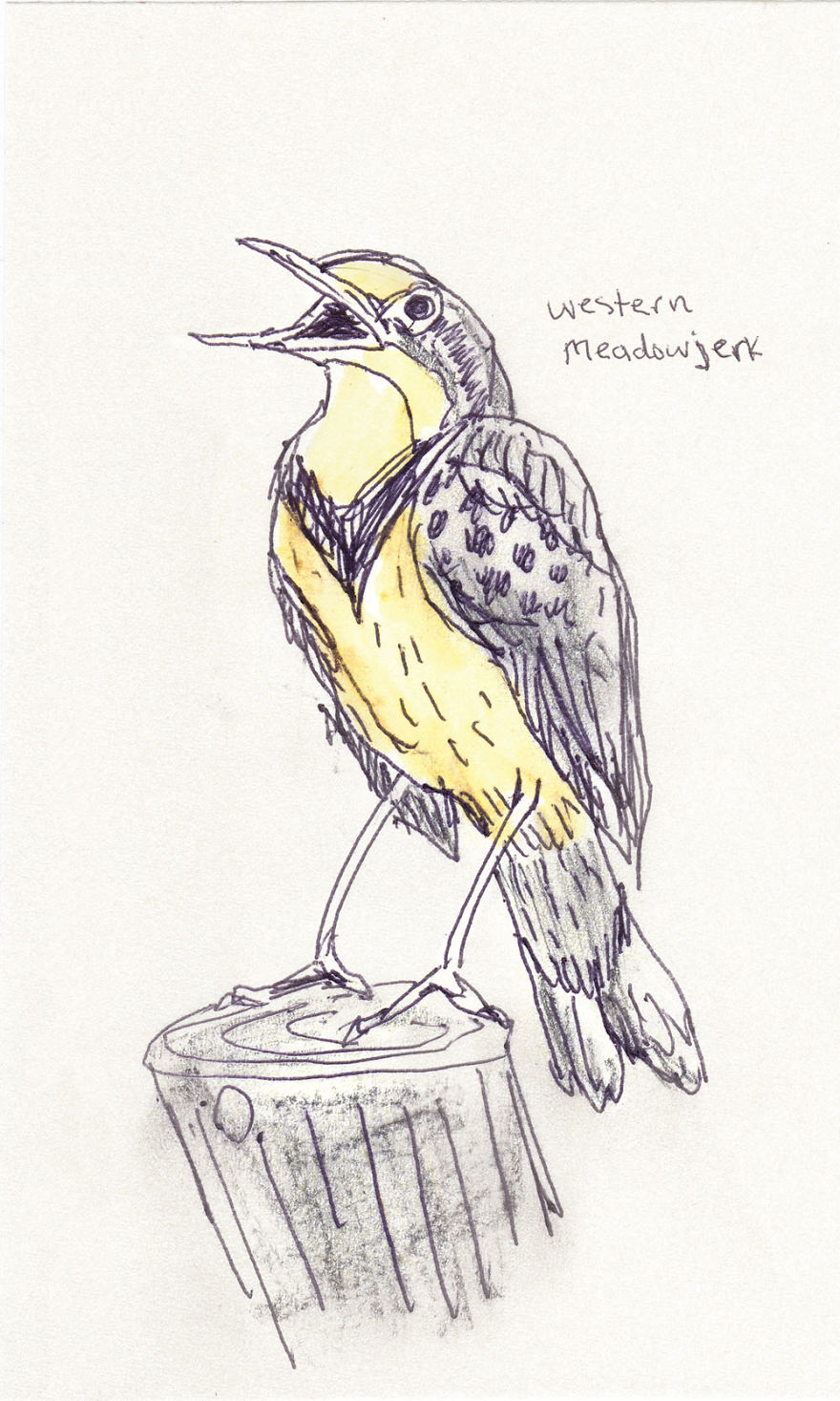 I Draw Pictures Of Birds, And Then Blog About Why They’re So Stupid I Draw Pictures Of Birds, And Then Blog About Why They’re So Stupid