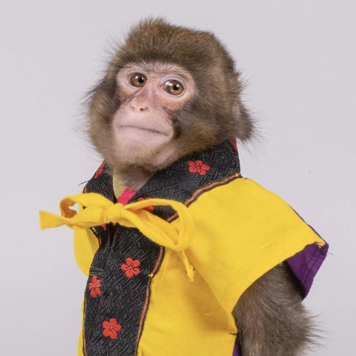 Someone Realizes This Monkey Looks Like Every Journalist And Real Journalists Confirm With 24 Pics