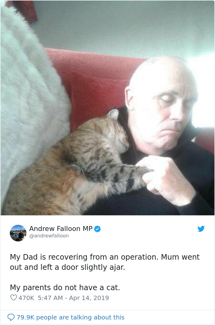 Man Recovering From Surgery Wakes Up To A Stranger Cat Cuddling Him